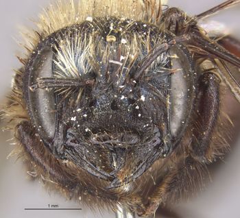 Media type: image;   Entomology 540 Aspect: head frontal view